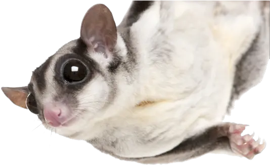 Sugar Glider Png 1 Image Flying Sugar Glider Png Sugar Transparent Background