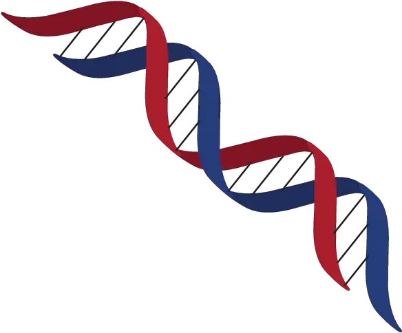 Dna Structure Clipart Transparent Transparent Dna Clipart Png Dna Png