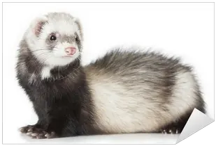 Young Ferret Sticker U2022 Pixers We Live To Change Ferret Png Ferret Png