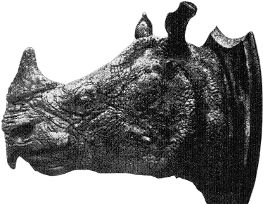 Fileraffles Museumpng Wikimedia Commons Tê Giác Vit Nam Tuyt Chng Rhino Transparent Background