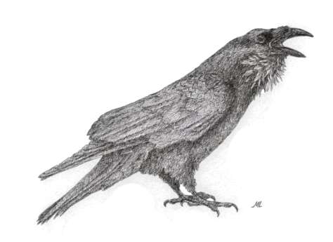 Raven Tumblr Transparent U0026 Png Clipart Free Download Ywd American Crow Raven Transparent