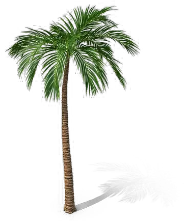 Palm Tree Cartoon Png