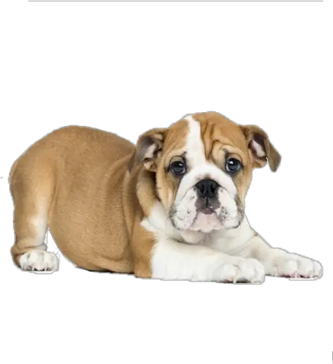 Bulldog Png Bulldog Ingles Filhote Png Bulldog Png