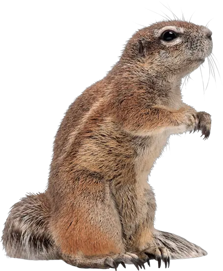 Ground Squirrel Ground Squirrel White Background Png Squirrel Png