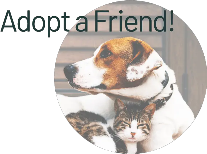 Adopt U0026 Foster U2013 Highland Animal Hospital Love Cats And Dogs Png St Gertrude Of Nivelles Icon