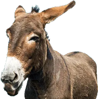 Remix Poke The Donkey App Lab Gif Mula Png Donkey Transparent