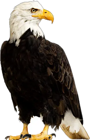 Real Fotoedit Sticker Eagle Bald Eagle White Background Png Eagle Transparent