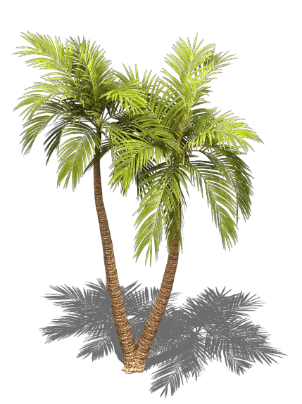 Palm Tree Png