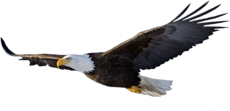 Eagle Png Image Purepng Free Transparent Cc0 Png Image Bald Eagle Flying Png Bald Png