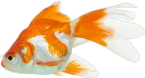 King Goldfish Full Size Png Download Seekpng Aquarium Gold Fish Png Goldfish Png