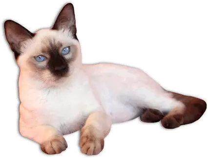 Siamese Cat Png 5 Image Siamese Cat No Background Cat Face Transparent Background