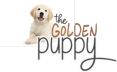 The Golden Puppy Northern Colorado Golden Retriever Puppies Labrador Retriever Png Golden Retriever Transparent