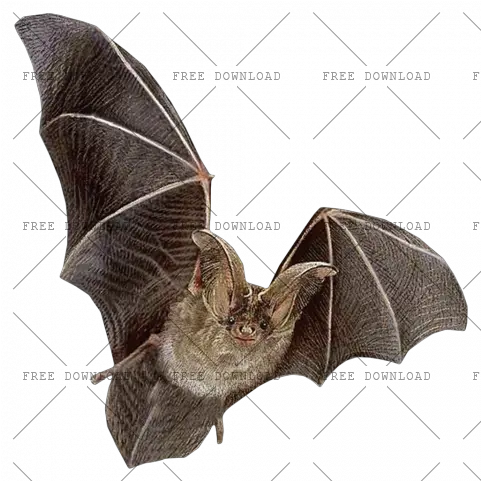 Png Image With Transparent Background Bat