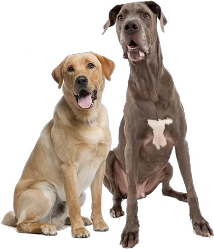 Lab Great Dane Great Dane And Lab Png Great Dane Png