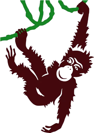 Monkey Who In The Zoo Vine Png