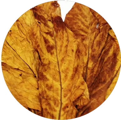 Significant Growth Red Virginia Tobacco Leaf Png Tobacco Leaf Png