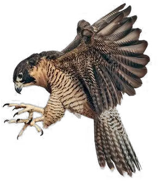 Falcon Png Image Background Transparent Background Falcon Png Falcon Png