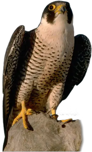 Falcon High Quality Png Peregrine Falcon Transparent Background Falcon Png