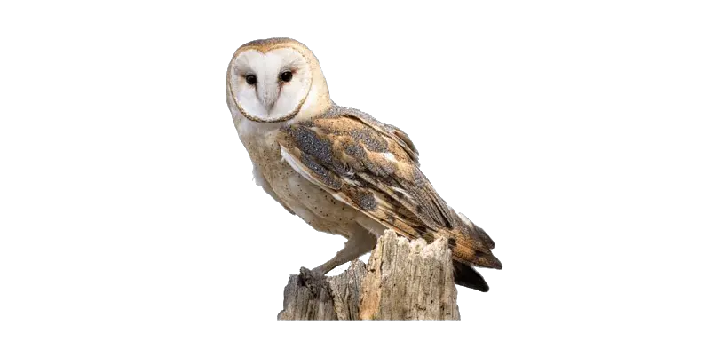 Owl Png Tawny Owl Transparent Background Owl Transparent