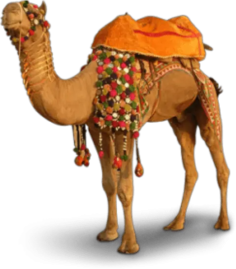 Camel Png Camel Images Hd Png Camel Png