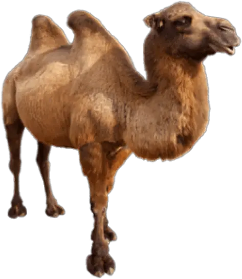 Free Transparent Png Images On Camel