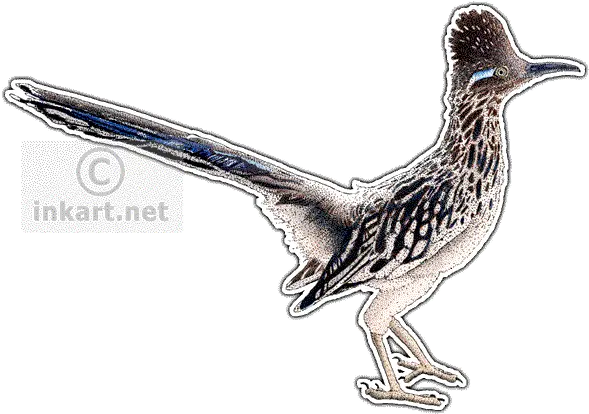 Greater Roadrunner Geococcyx Californianus Line Art And Greater Roadrunner Transparent Png Road Runner Png