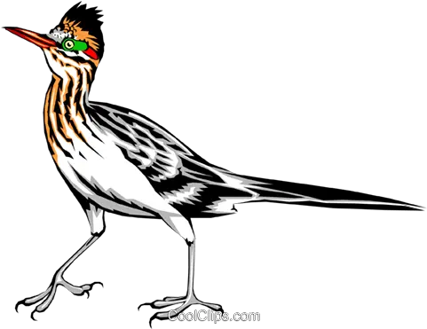 Roadrunner Royalty Free Vector Clip Art Transparent Roadrunner Clipart Png Road Runner Png