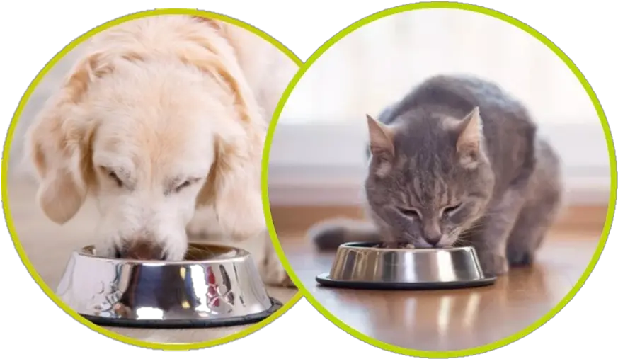 Cat And Dog Eating U2013 Avacta Animal Health Cat Empty Food Plate Png Dog And Cat Png