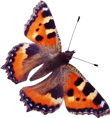 Red Admiral Butterfly Png Pixsector Red Admiral Butterfly Png Butterflies Transparent Background