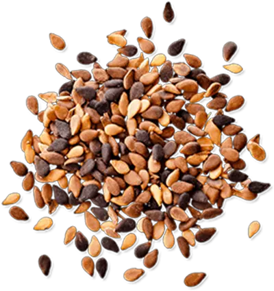 Seed Png Images Transparent Sesame Seeds Png Seed Png