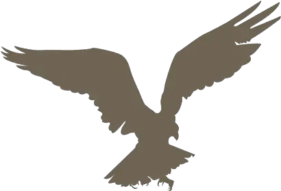 Eagle Silhouette Vector U0026 Templates Ai Png Svg Siluetas De Aguilas Volando True Icon Of Sin