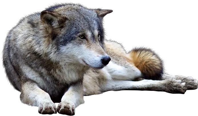Download Hd Wolf Png Transparent Images Wolf Wolf Png