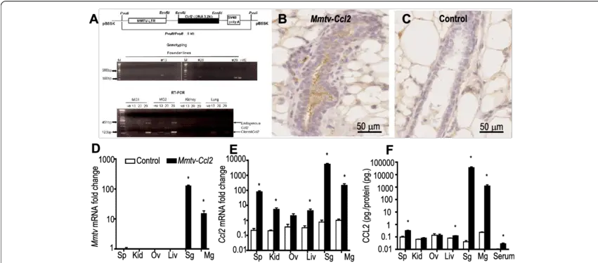 Generation Of Mouse Mammary Tumour Virus 206 Transgenic Mice Ccl2 Expression In Cancer Png Liv Morgan Png