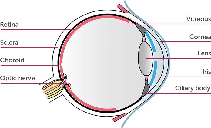 What Is Non Infectious Uveitis Uv Humirar Adalimumab Parts Of The Eye Transparent Png Lens Flare Eyes Png