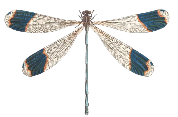 Dragonfly Wings Dragonfly Png Illustration Png Download Dragonfly Illustration Dragonfly Png