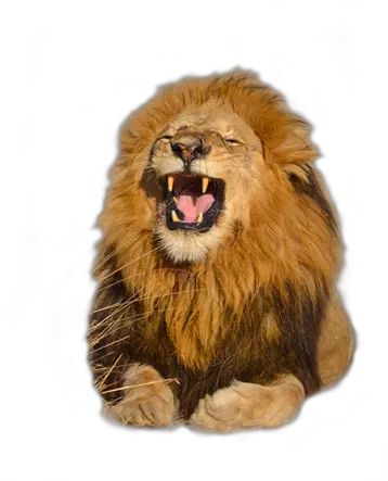 Download Free High Quality Lion Png Transparent Images