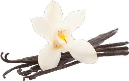 Vanilla Bean Flower Transparent Png Vanilla Bean Buttercream Scentsy Vanilla Bean Png