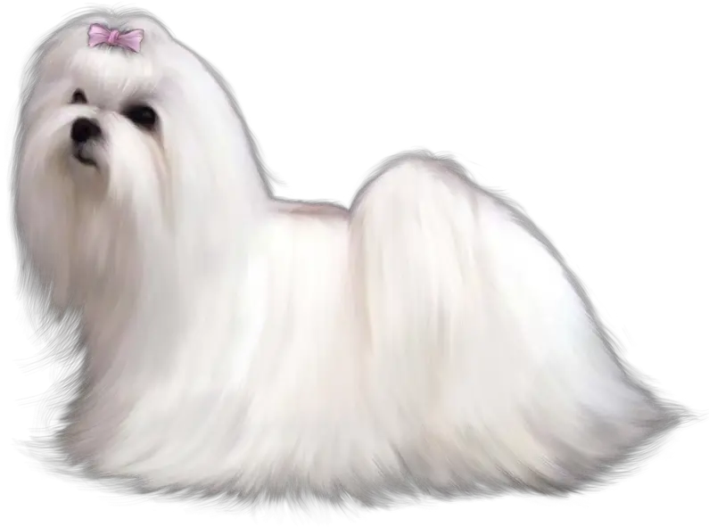 Clipart Puppy Maltipoo Transparent Transparent Background Png Maltese Png Cute Dog Png