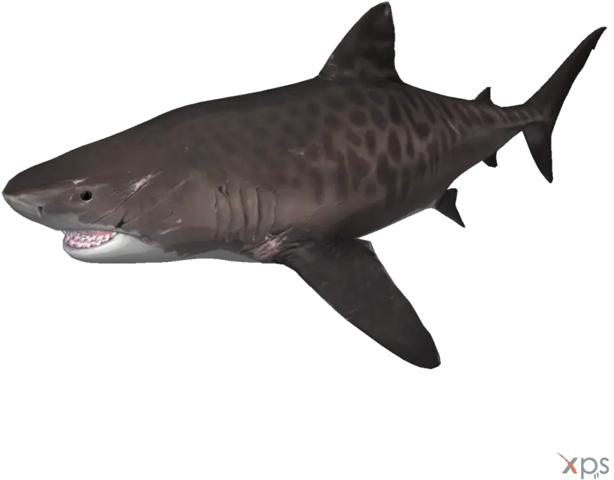 Cng Ng Steam Hng Dn Shark Facts Tiger Shark Transparent Background Png Shark Transparent Background