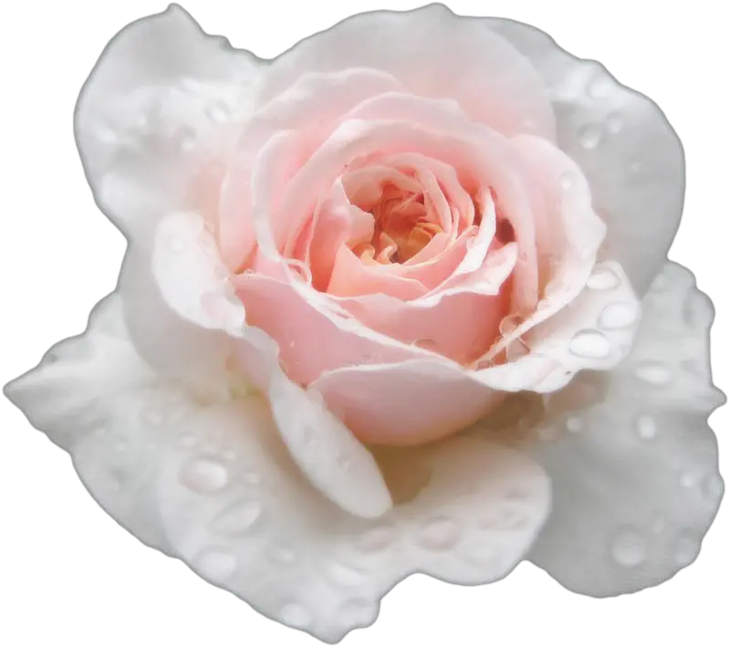 Download Single White Rose Png Transparent Roses Tumblr White Pink Roses Photography Rose Transparent