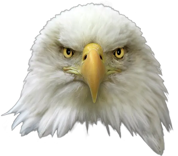 Eagle Head Png Image Arts American Eagle Head Png Animal Head Png