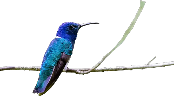 Ecuador Birdwatching Complete Birding Tour 16 Days Private Hummingbird Png Humming Bird Png