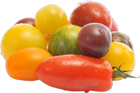 Wild Wonder Tomatoes Wwwnatureandmorecom Plum Tomato Png Tomato Transparent