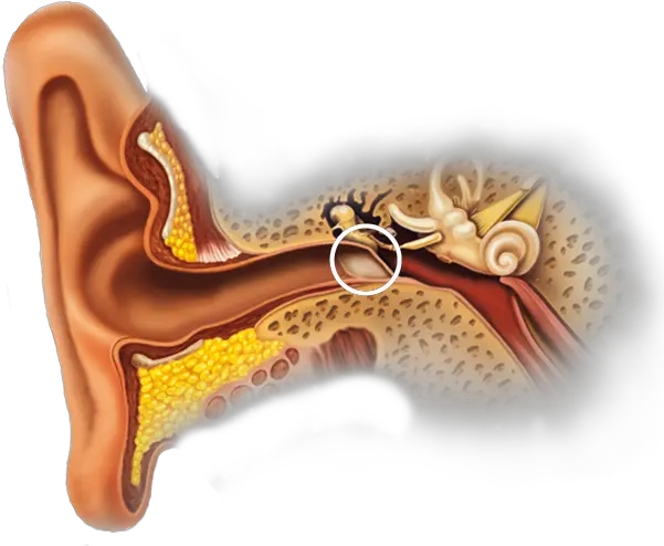 A Oido Interno Png Ear Transparent