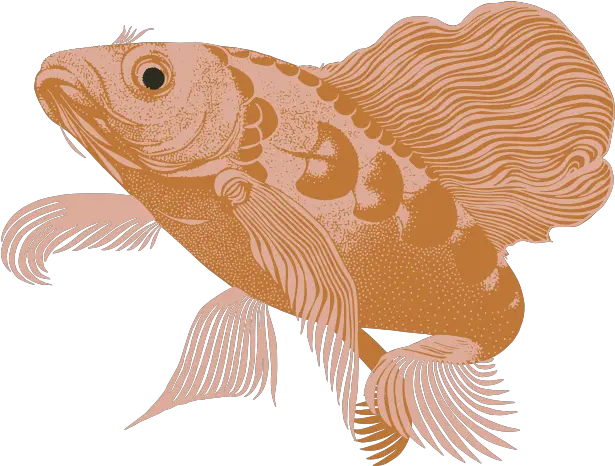 Koi Custom Wallpaper Design Kate Blairstone Aquarium Fish Png Koi Fish Icon