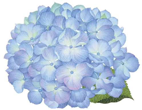 Caspari Hydrangea Floral Round Designer Hydrangea Flower Png Blue Hydrangea Png