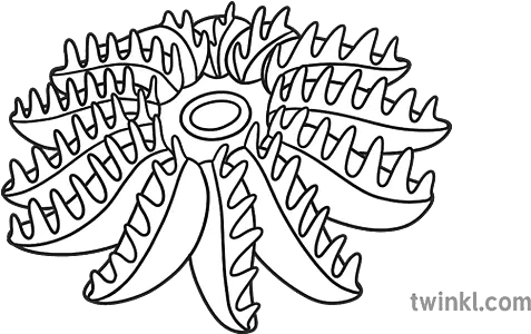 Crown Of Thorns Starfish Black And White Rgb Illustration Language Png Thorns Icon