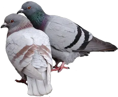 Pigeon Png Transparent Images 8 400 X 324 Webcomicmsnet Pigeons Png Eating Png