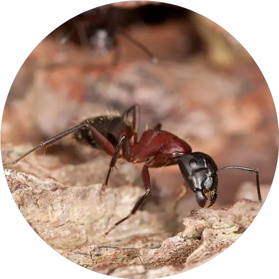 Ant Species Carpenter Ant Png Ant Transparent