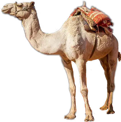 Camel Sticker By Andrea Mandelenis Camel Picsart Png Camel Transparent Background